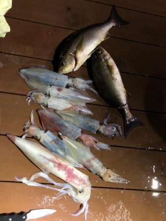 初めてのイカメタル