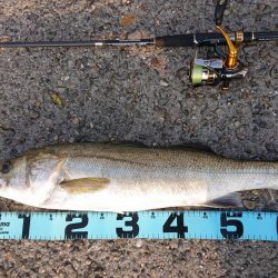 起死回生のシーバス 〜西宮浜