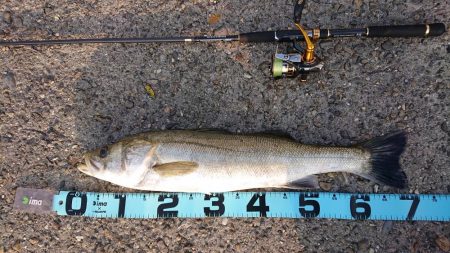 起死回生のシーバス 〜西宮浜