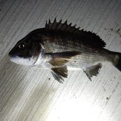 何か釣れるだろう～～？