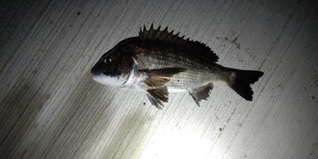 何か釣れるだろう～～？