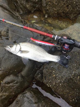 ヒラスズキくん