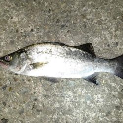 何か釣れるだろ~