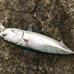 マイホーム千田