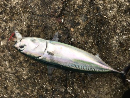 マイホーム千田