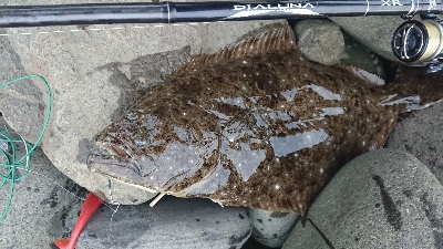 65cmの外道ヒラメ