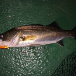 デカイのは何処へ…