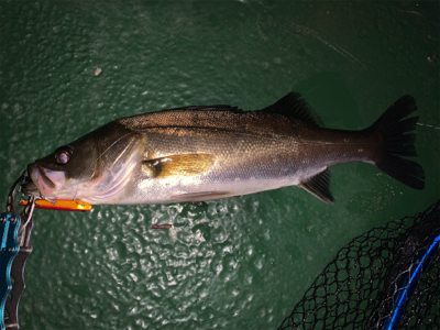 デカイのは何処へ…