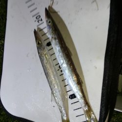 アジじゃなくてカマス!