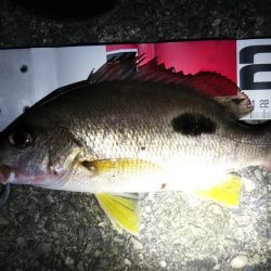 活性が高くなっています