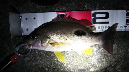 活性が高くなっています