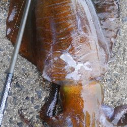 ふらっとよって?