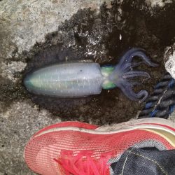 小さいけどなんとか釣れた一杯