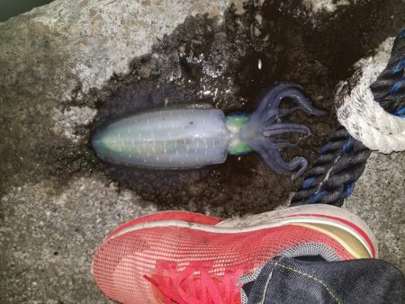 小さいけどなんとか釣れた一杯