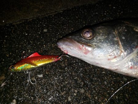 シーバスナイトゲーム