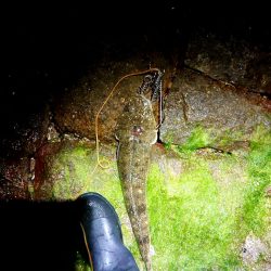 シーバス狙いで