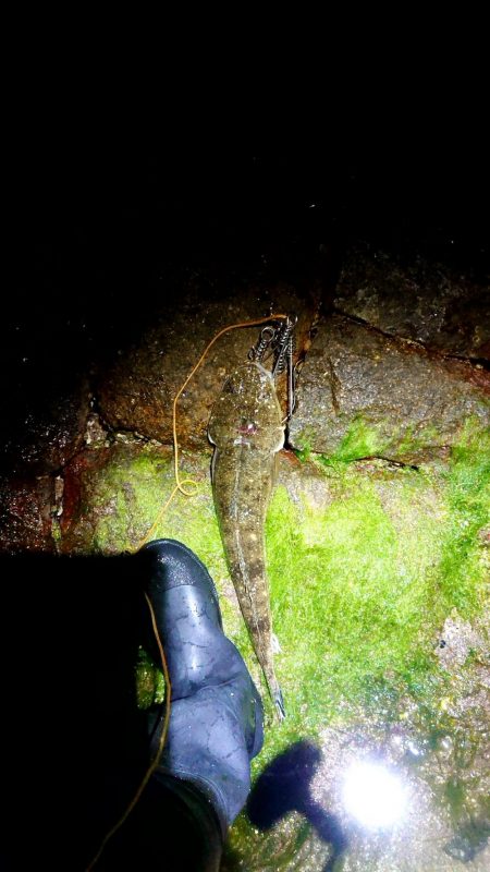 シーバス狙いで