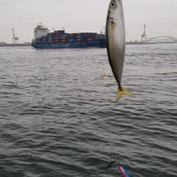 コスモでサクサクサバをジグサビキで