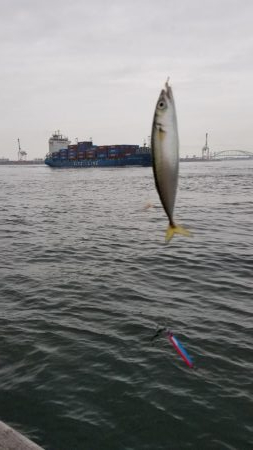 コスモでサクサクサバをジグサビキで