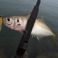 狙いはアジです!