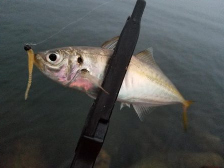 狙いはアジです！