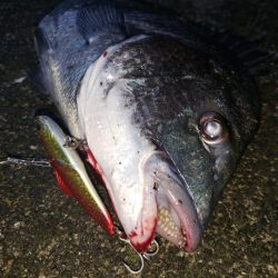 朝まずめシーバス泣チヌ笑