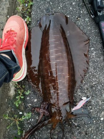 まさかの二キロアップ♪♪