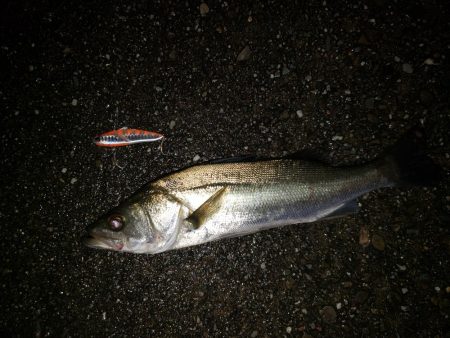 シーバスナイトゲーム