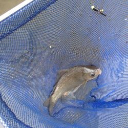 近所の水路で入れ食いを楽しむ(5)