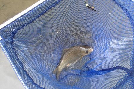 近所の水路で入れ食いを楽しむ(5)