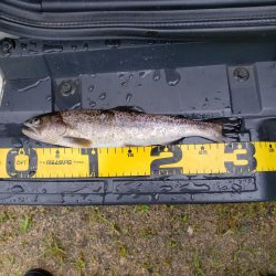 放流魚が多かったけど、、、