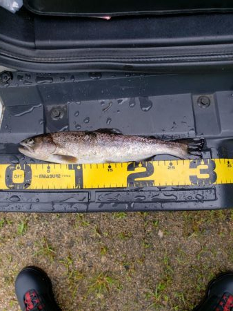 放流魚が多かったけど、、、