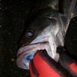 シーバスナイトゲーム