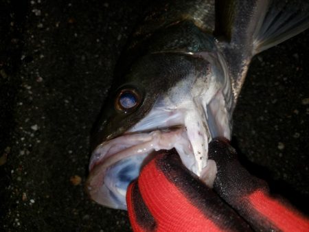 シーバスナイトゲーム