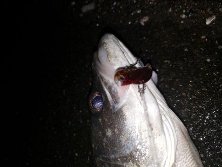 シーバスナイトゲーム