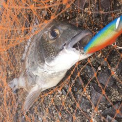雨濁りのチニング