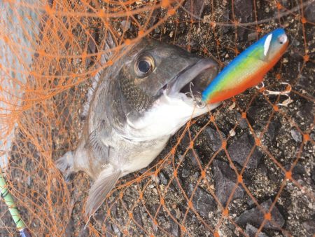 雨濁りのチニング