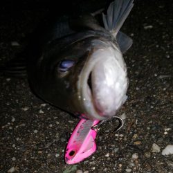 シーバスナイトゲーム