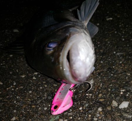 シーバスナイトゲーム