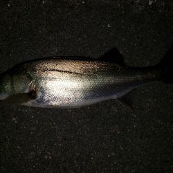 シーバスナイトゲーム