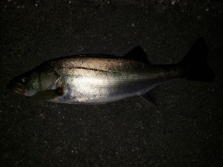 シーバスナイトゲーム