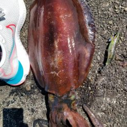 平日エギング♪