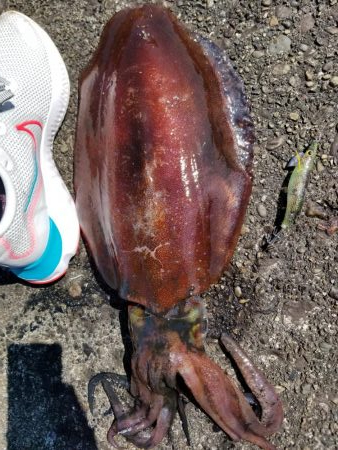 平日エギング♪