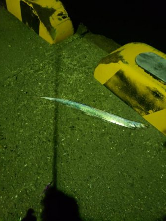 常夜灯カニ歩き戦法炸裂！