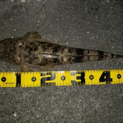 スズキさんが釣れない!