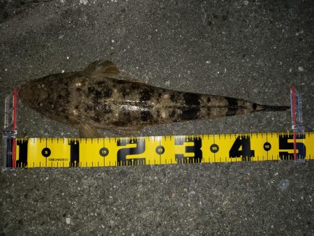 スズキさんが釣れない!