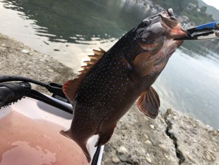 ハタ！外道有り