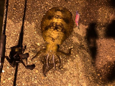 700〜800gのアオリイカ