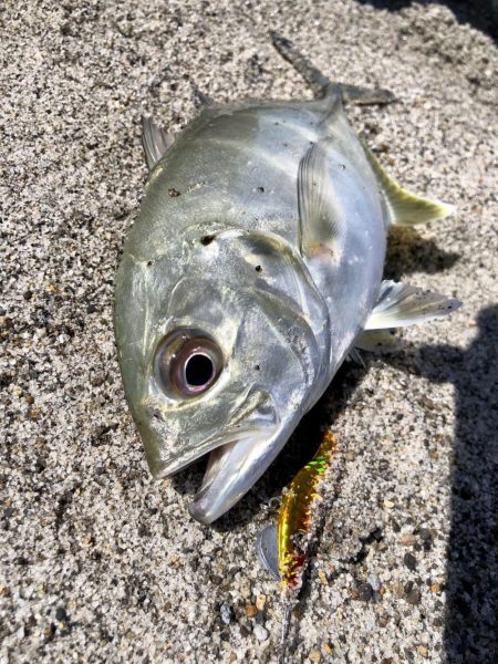 久しぶりの吹上浜