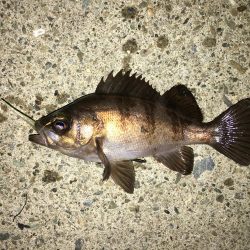 ランガンメバル